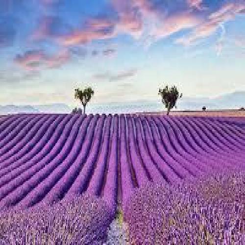 پوریا سازنده دلای سنگی
